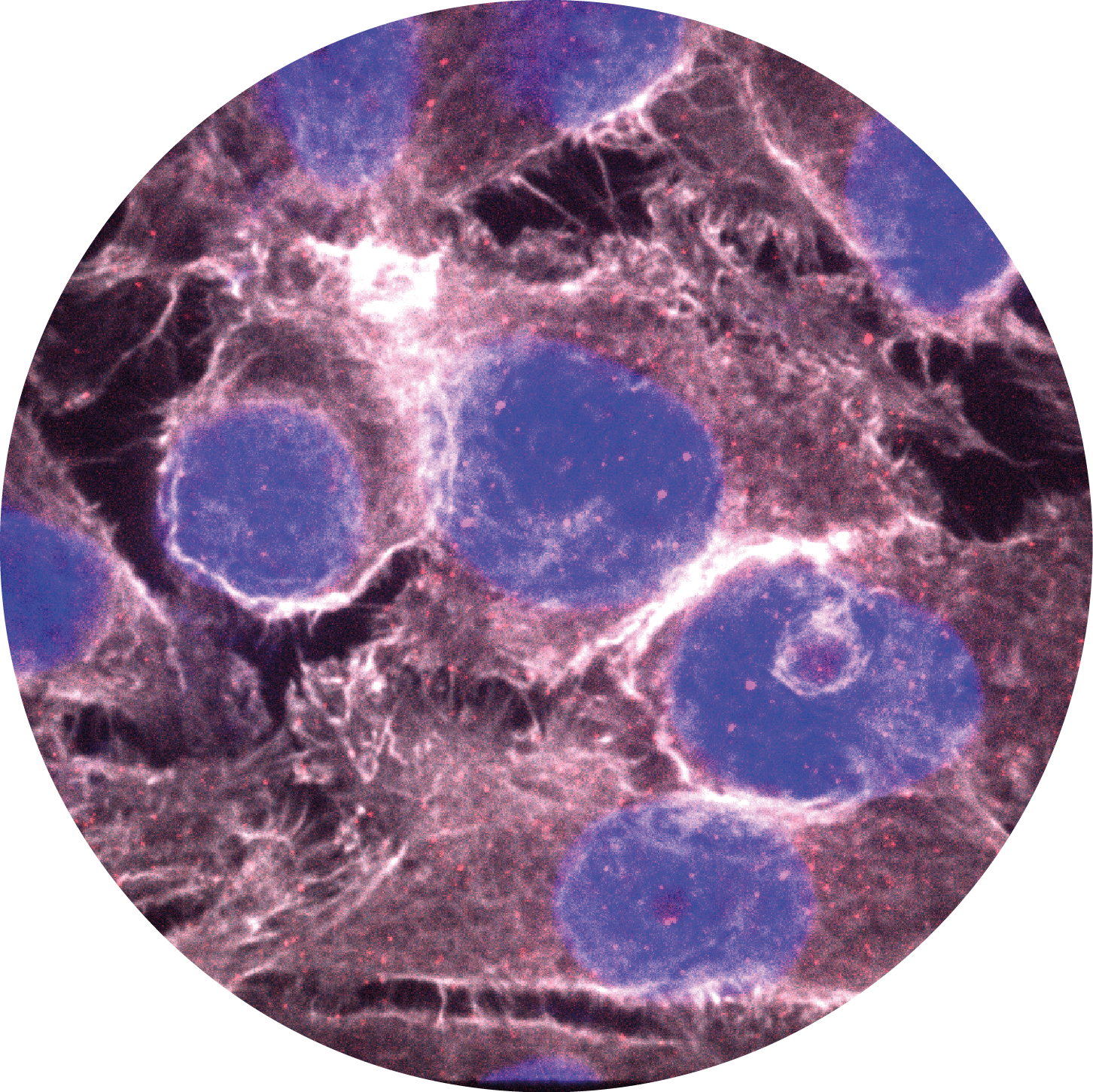 immunology